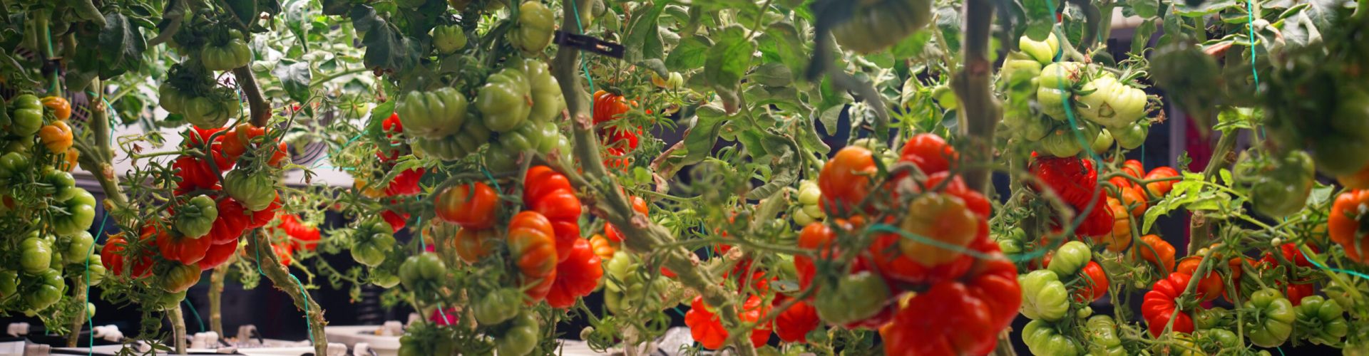 Tall Plants Aeroponics (4)