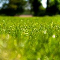 Artificial Grass_com 4