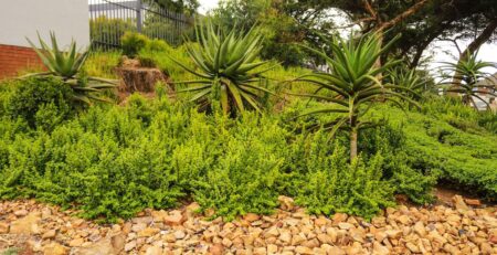 19617 670 Spekbooms Have Been Planted At 26 Of Emira’s Properties Across South Africa