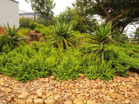 19617 670 Spekbooms Have Been Planted At 26 Of Emira’s Properties Across South Africa