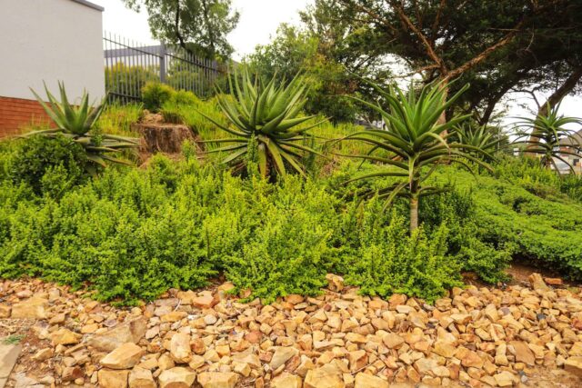 19617 670 Spekbooms Have Been Planted At 26 Of Emira’s Properties Across South Africa